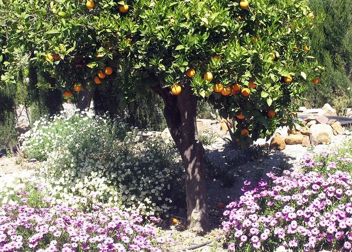 Limon